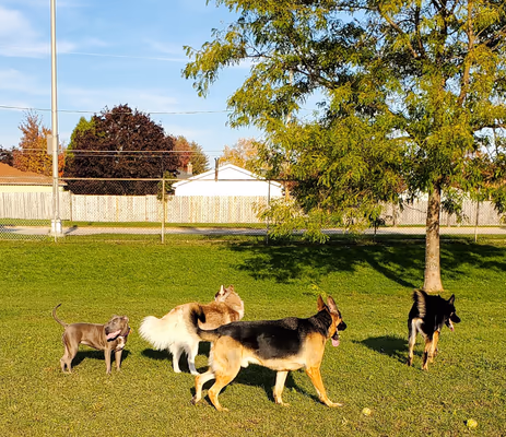 Karen A. Nelson Memorial Dog Park